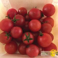 tomate-rouge-cerise-peacevine