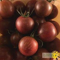 tomates-cerises-noires