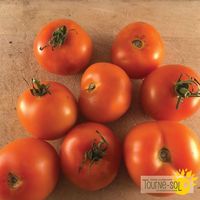 tomates-jaunes-flammes
