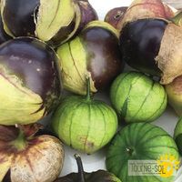 tomatillo-mauve