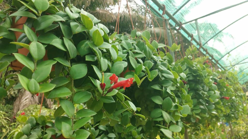 aeschynanthus