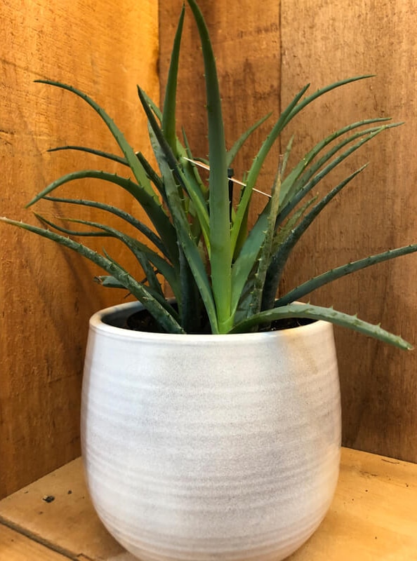 aloes