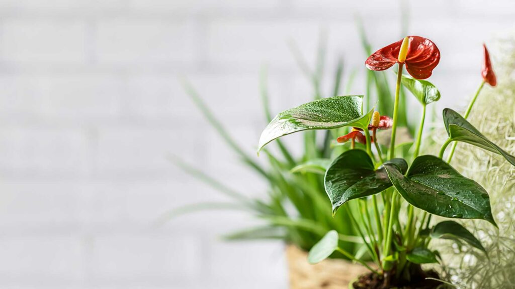 anthurium