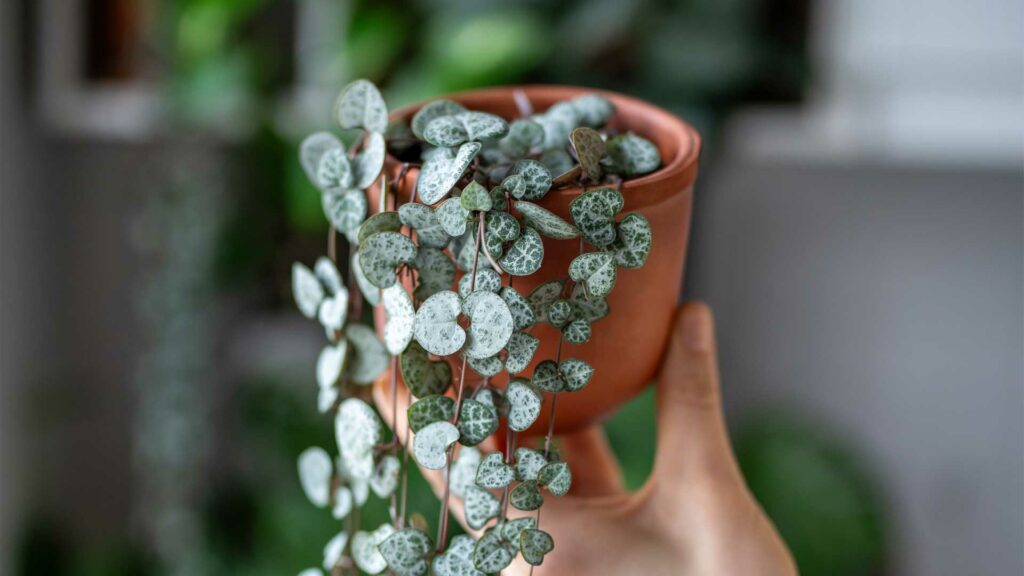 ceropegia-woodii