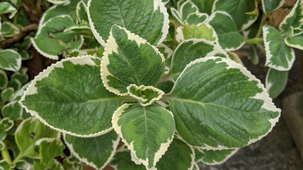 coleus-rampant