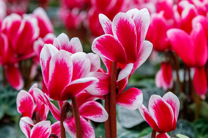 cyclamen-noel