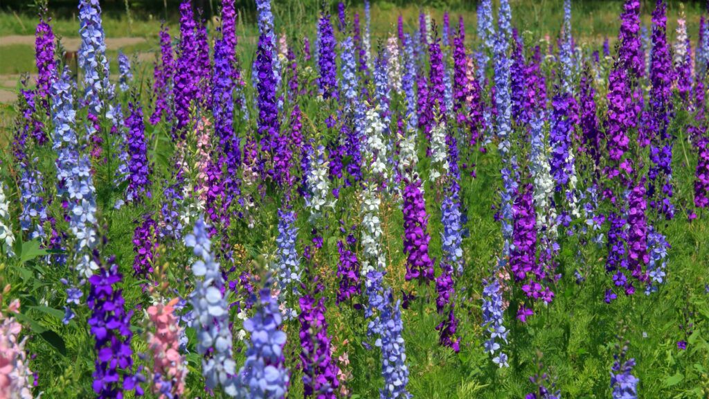delphinium
