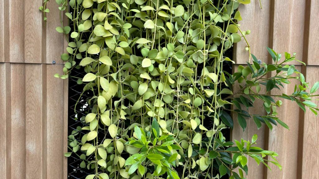 dischidia