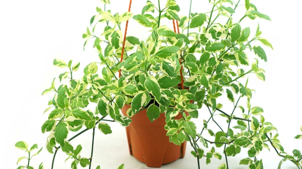 ficus-pumila