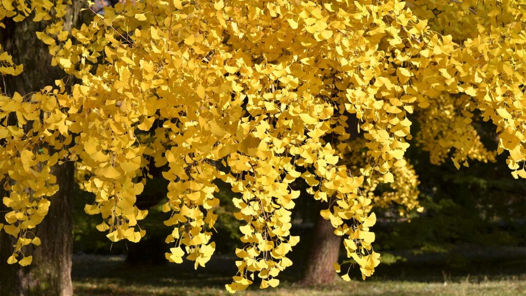ginkgo
