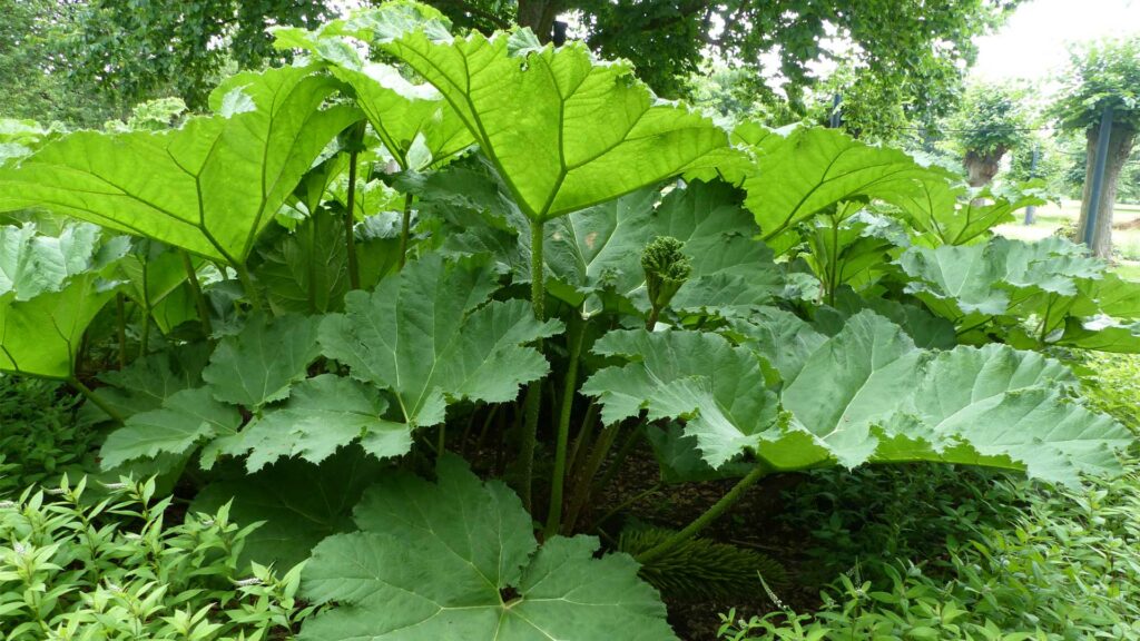 gunnera-manicata