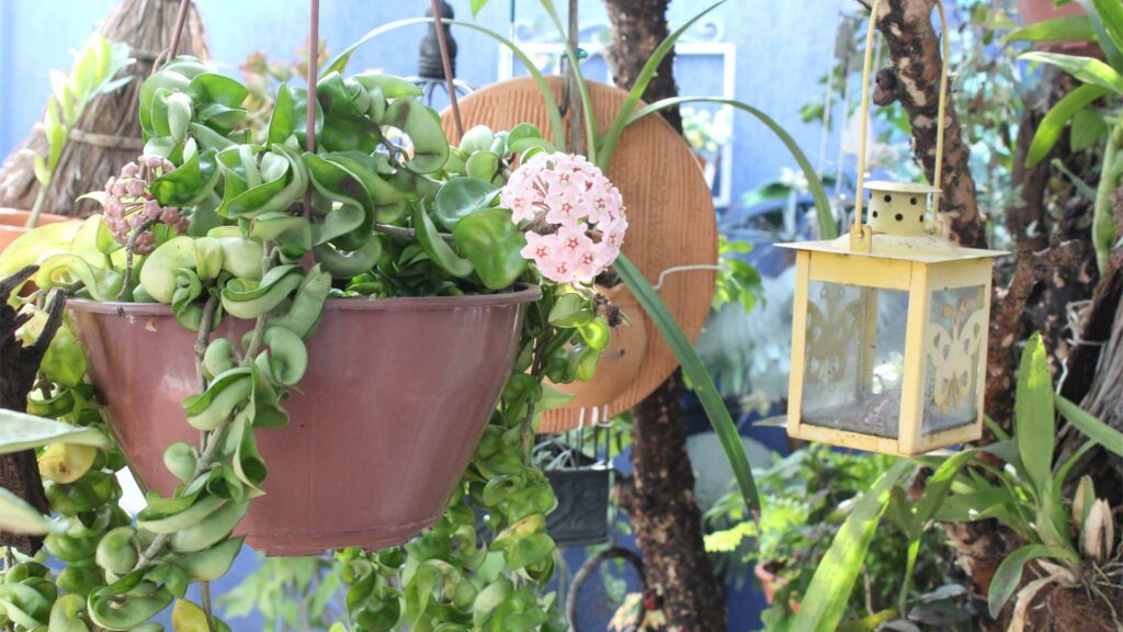 hoya-carnosa