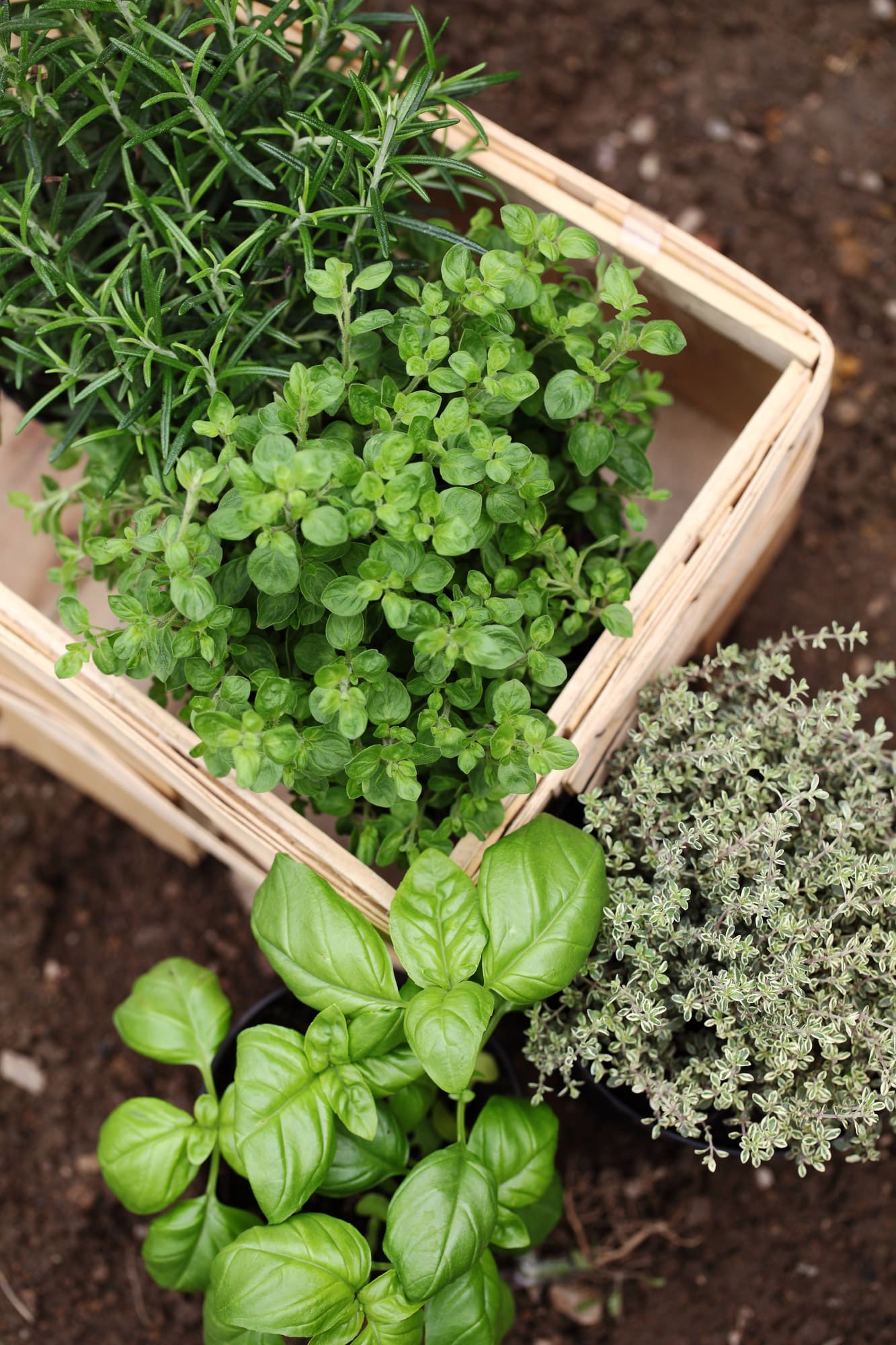 image-fines-herbes_serres-latour