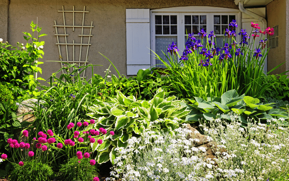 jardin-vivaces