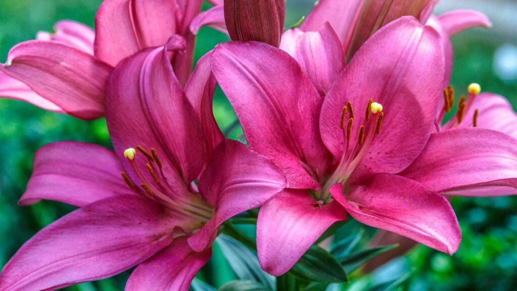lys