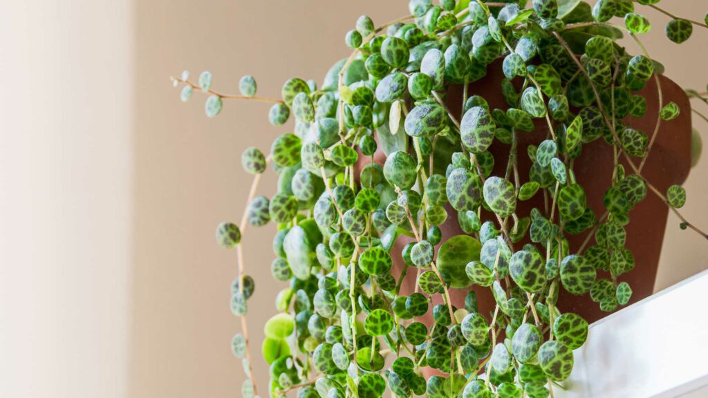 peperomia-prostrata