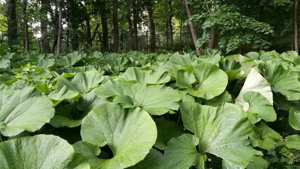 petasite-japonais