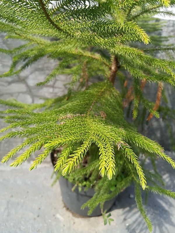 pin-norfolk