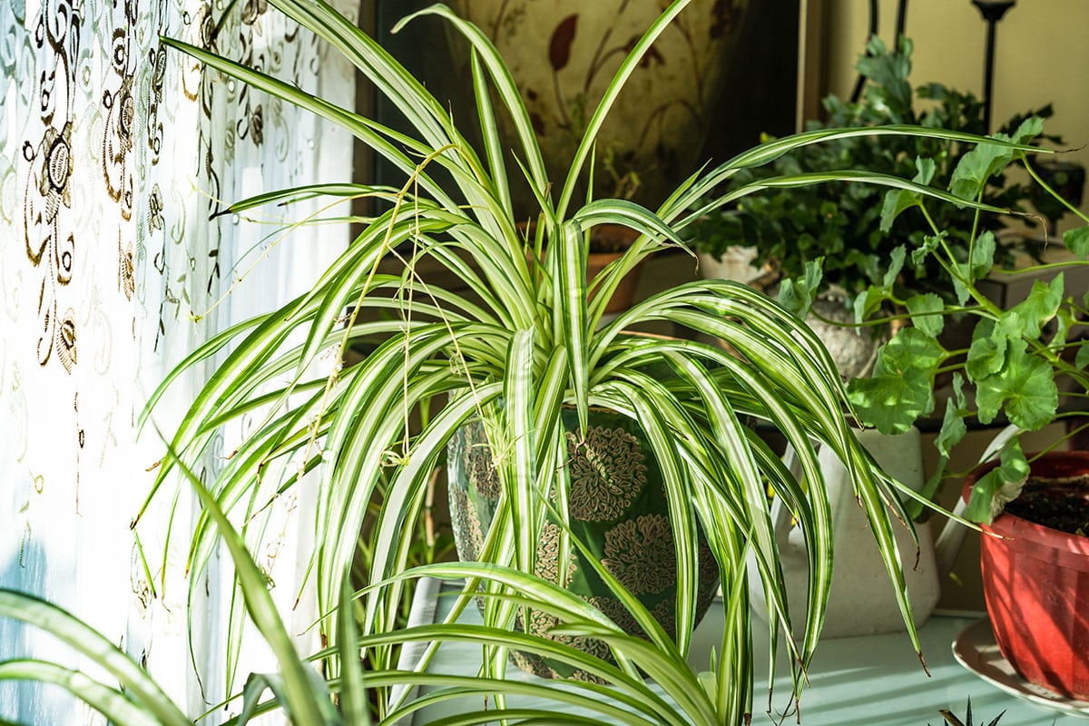 plante-araignee