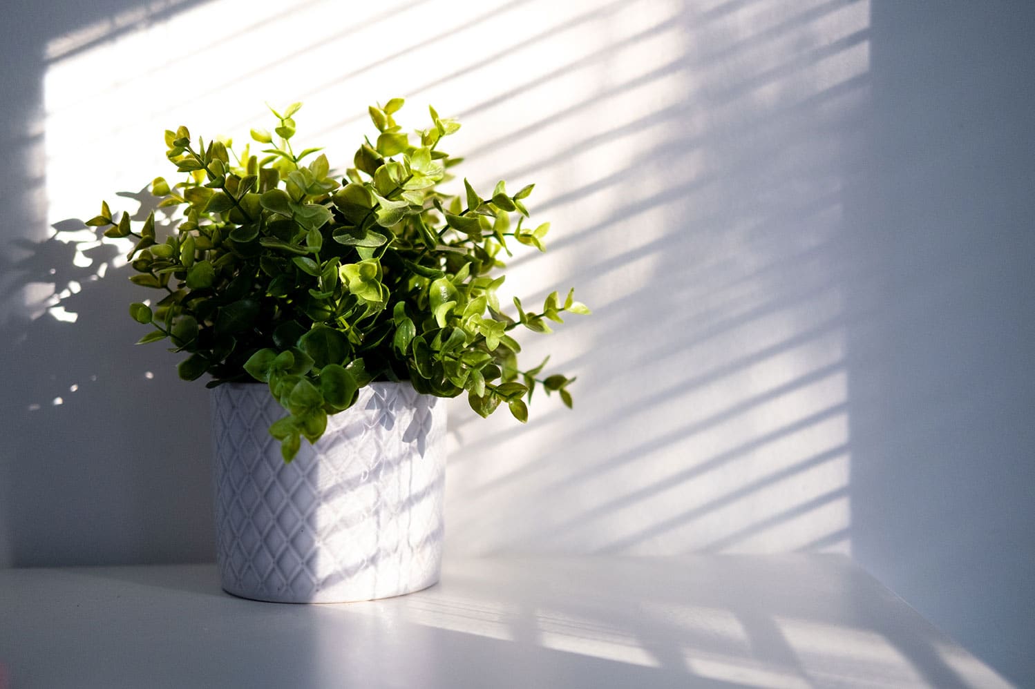 Plante-interieur-soleil