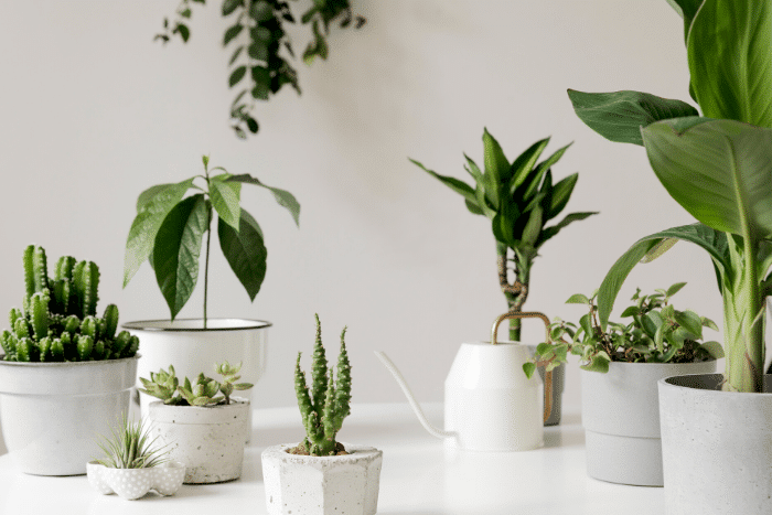 plantes-interieurs