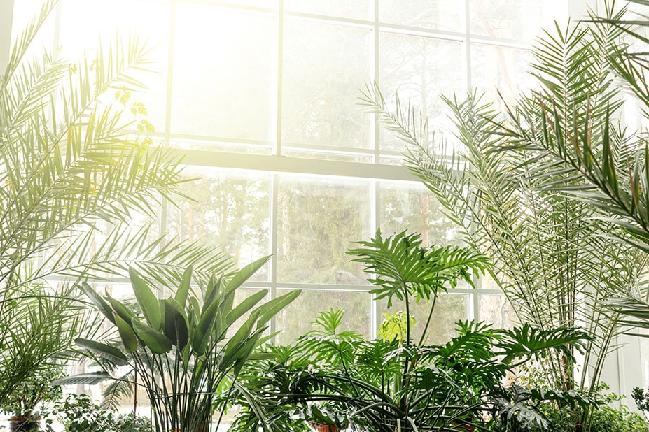plantes-vertes-soleil-humidite