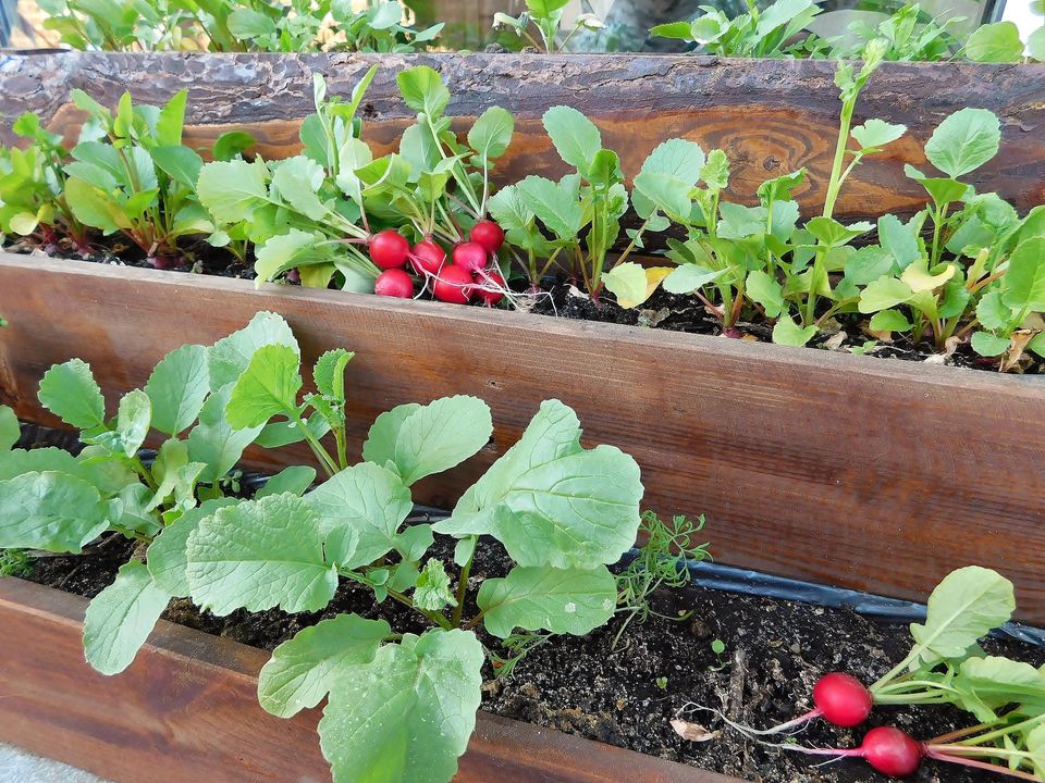 premier-potager