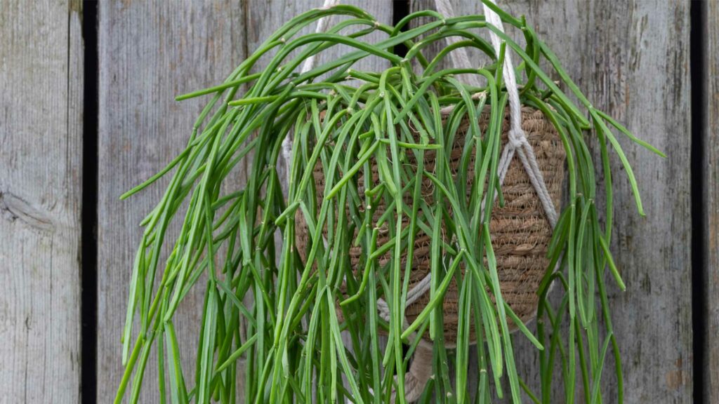 rhipsalis