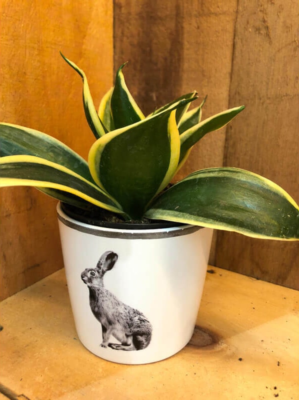 sanseveria-hahnii