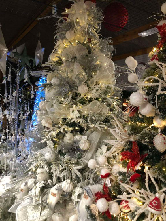 sapin-blanc