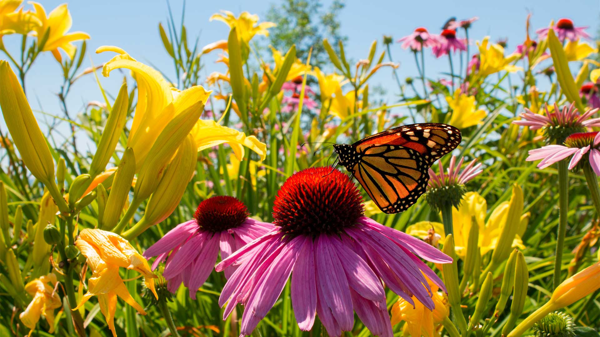 top-6-des-vivaces-pour-votre-jardin-en-plein-soleil