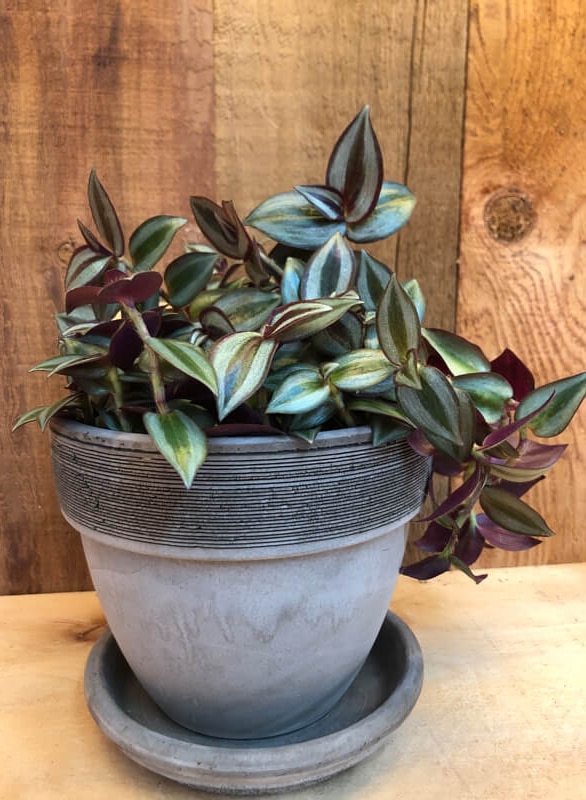 tradescantia-zebrina (1)