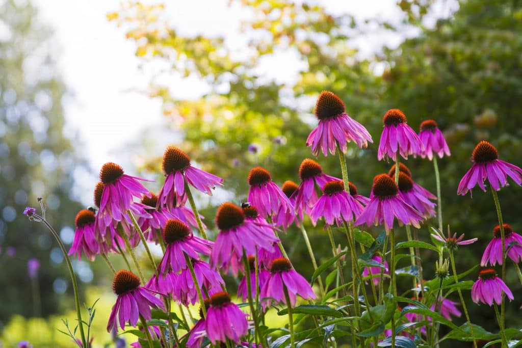 vivaves-echinacea