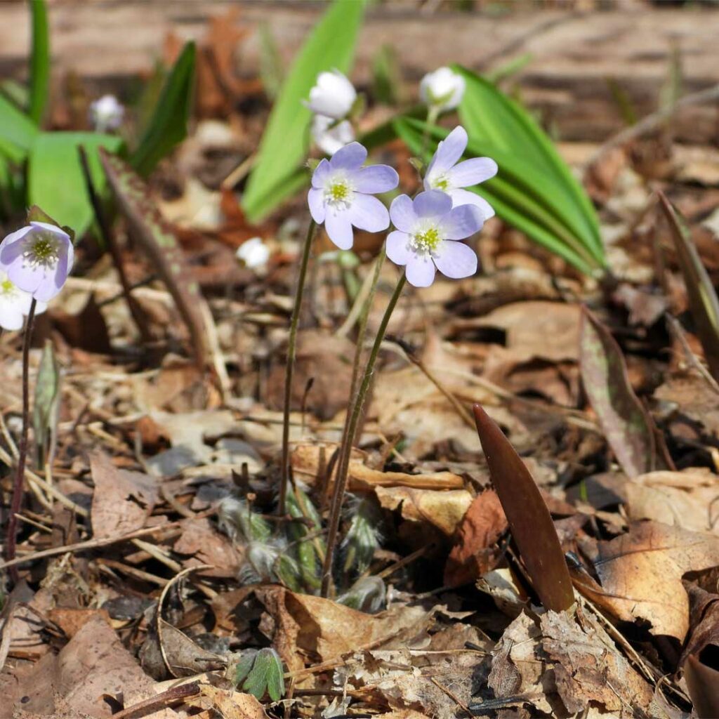 anemone-acutiloba