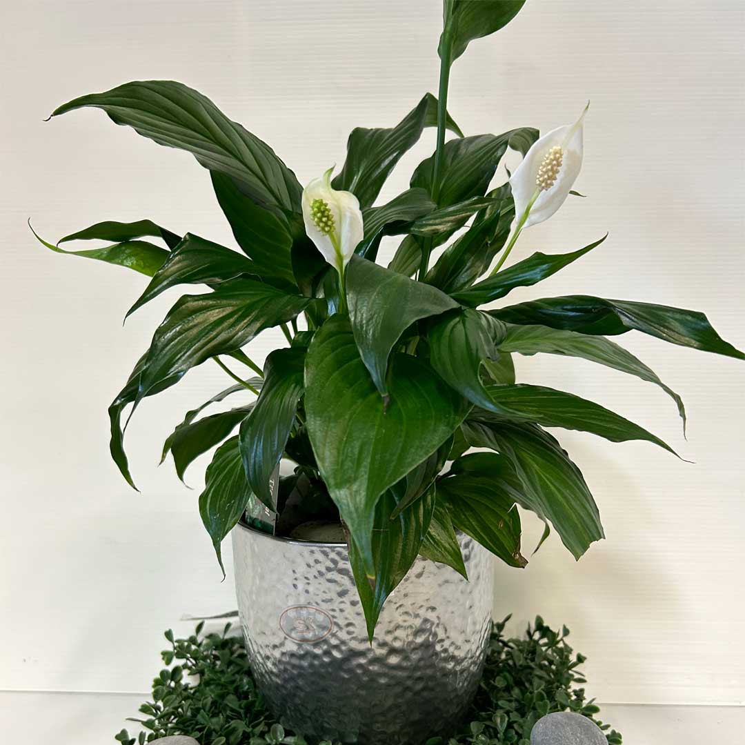 arrangement-funeraire-2-1.jpg
