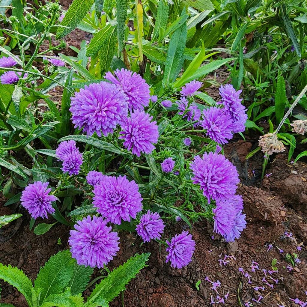 aster