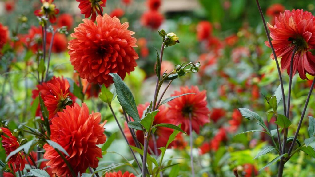 entretien-floraison