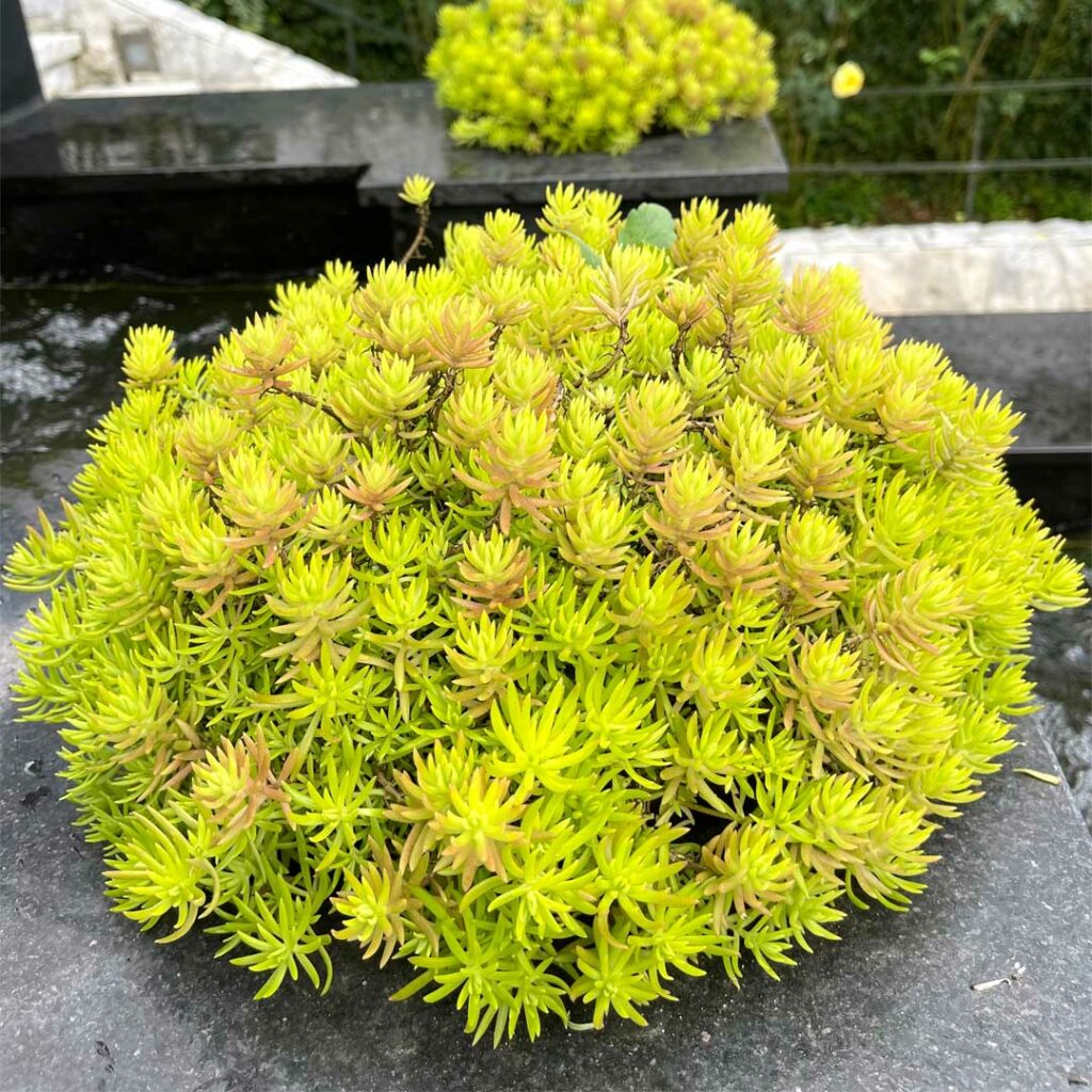 sedum