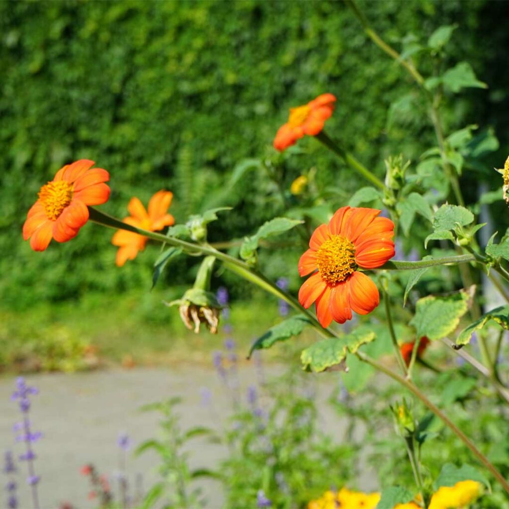 tithonia